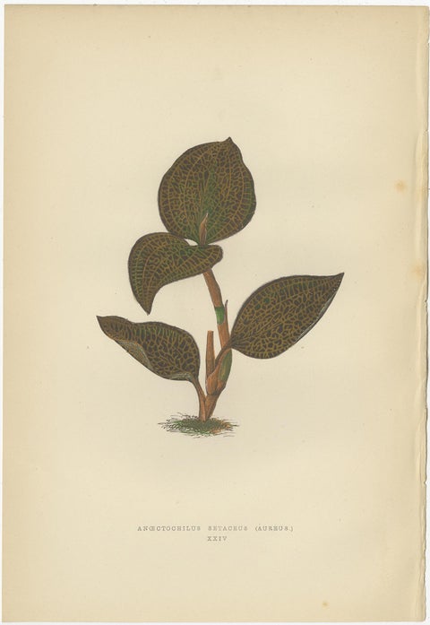 Set of 6 Botany Prints, Sonerila Margaritacea, Goodyera Rubro-Venia, 1891, view 6