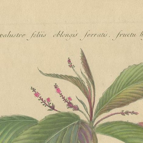 Antique Botany Print of a Caperonia Species, 'circa 1730', close-up 1