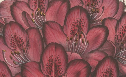 Othello Rhododendron Botanical Illustration by Louis van Houtte, 19th Century, close-up 3