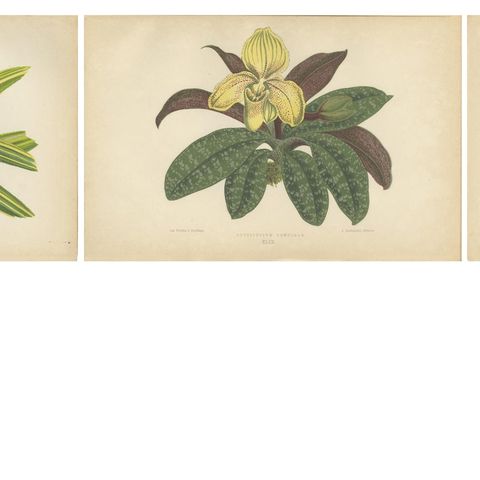 Trio of Elegance: Vintage Botanical Prints, Published in 1880, close-up 1