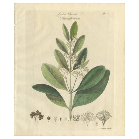 Antique Allspice Botanical Print, Myrtus Pimenta, Hand Colored, c.1831
