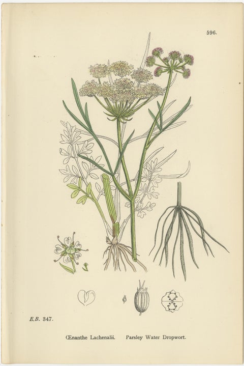 Antique English Botanical Prints, Water-Dropwort Studies for Elegant Interiors, view 7