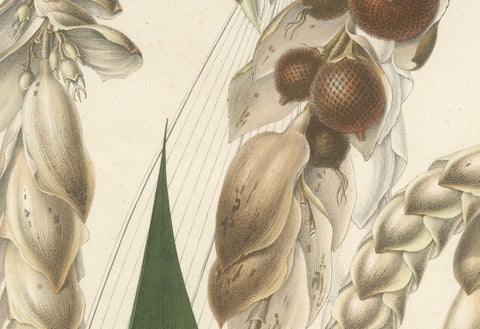 Large Original Antique Botanical Illustration of the Plectocomia Elongata, c1860, close-up 4
