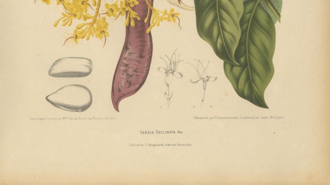Original Antique Botanical Chromolithograph of Yellow Saraca, c.1880, close-up 4