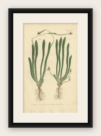 Old Botanical Engraving of Vallisneria (Tape Grass), 1803 Aquatic Plant Print, shown framed