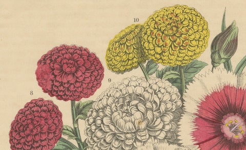 Victorian Floral Bouquet with Garden Blooms from Book of Worlds, 1863, close-up 3