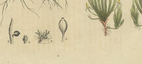 Frogbit and Spiral Tape Grass Water Plants, Antique Bertuch Print, circa 1818, close-up 2