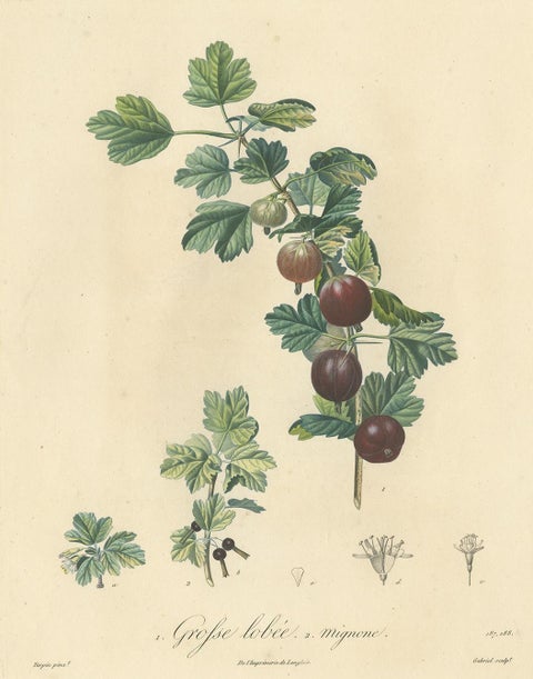 Antique Print of Gooseberry by Du Monceau, circa 1820, view 2