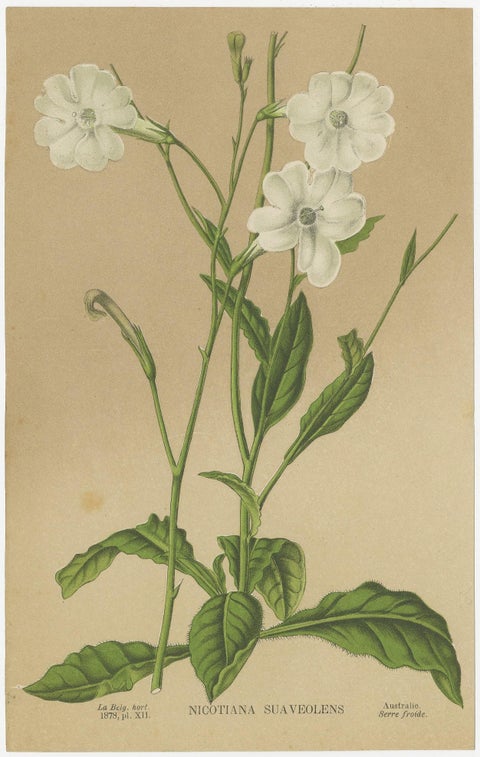 Set of 2 Antique Botany Prints, Nicotiana Suaveolens 'c.1880', view 2