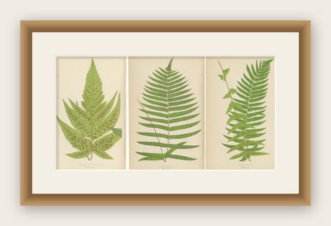 Antique Set of Three Botanical Fern Prints by E.J. Lowe (1868), Aspidium Series, shown framed