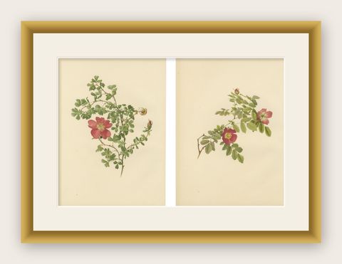 Decorative Pair of Antique Rose Prints, Chromolithographs 1914, shown framed