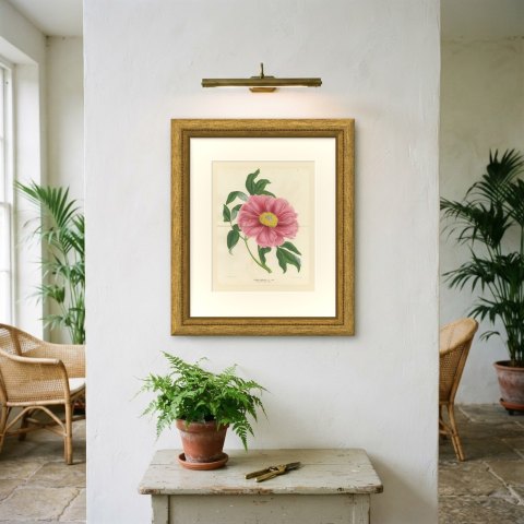 Tree Peony Impératrice de France, Paeonia Moutan Chromolithograph, 1858, shown framed on a wall, true to size
