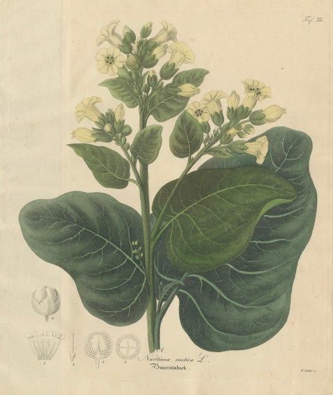 Antique Botanical Print of Nicotiana Rustica, Copper Engraving, c.1831, close-up 1