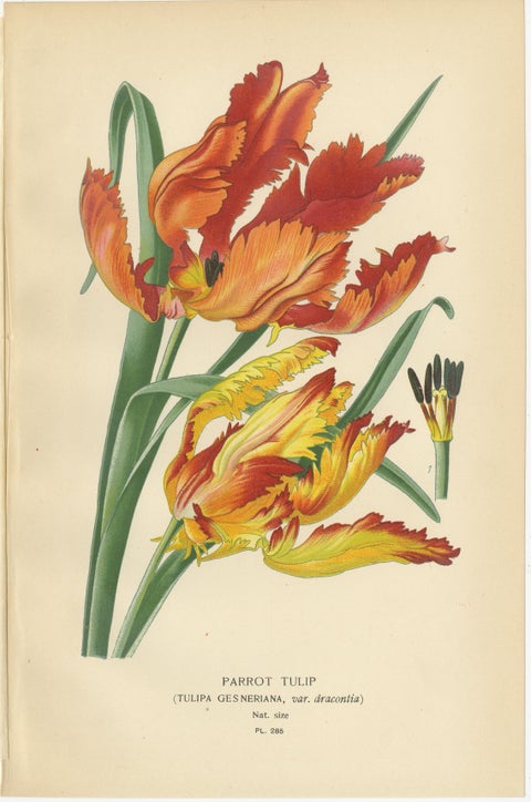 Antique Botanical Prints of Tulips & Water Hyacinth, Set of Three, c.1897, view 2