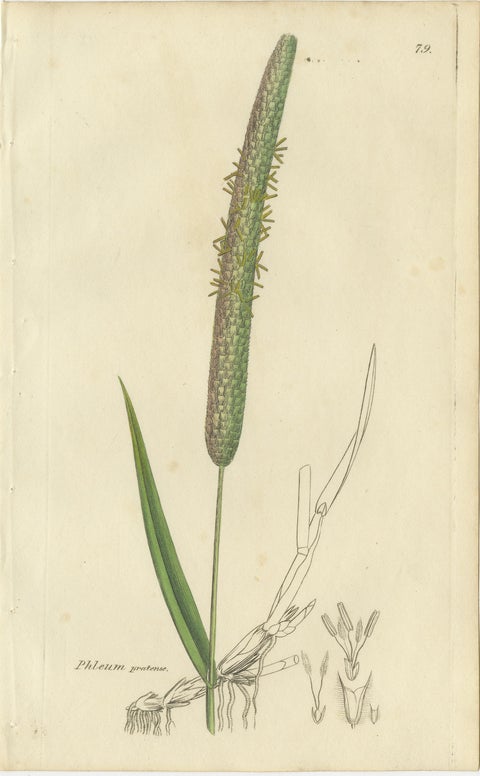 Set of 8 Antique Botanical Engravings of Cottongrass and Coastal Grasses, c.1830, view 8