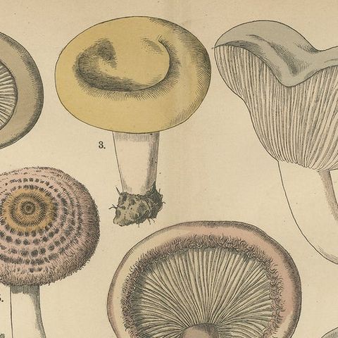 Lactarius Mushrooms, Antique Fungi Lithograph, Natural History Print 1885, close-up 6