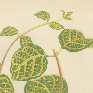 Vibrant Elegance: Botanical Illustrations of Foliage from 1880 Paris, close-up 1