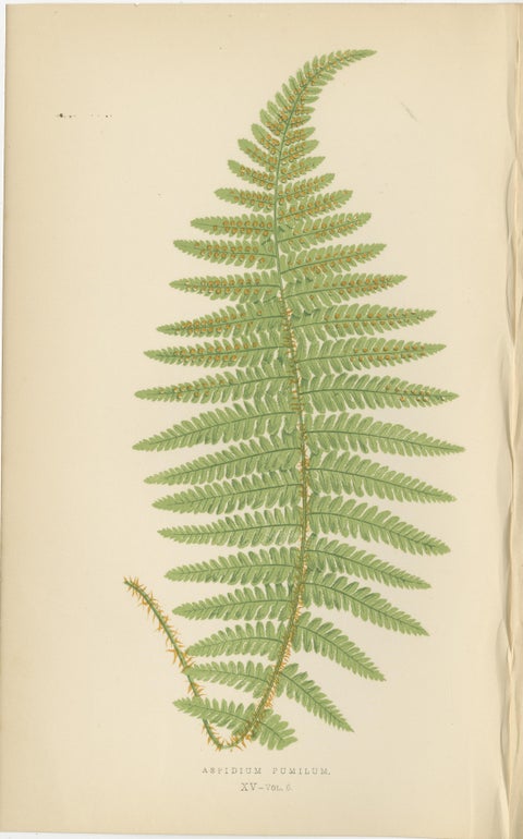 Antique Hand-Colored Fern Prints, Aspidium Filix-Mas Series, Botanical Art 1868, view 4