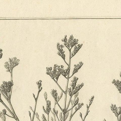 Antique Botany Print of a Limonium Flowering Plant, circa 1680, close-up 1