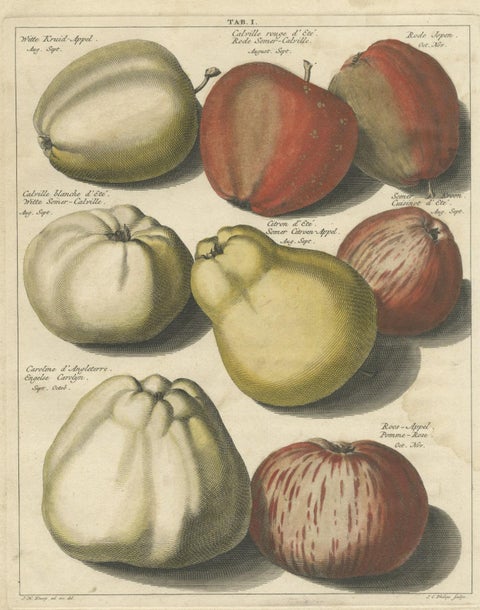 Original Antique Hand-Colored Print of Various Apples, 1758, close-up 1