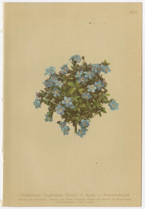 Antique Botanical Prints Alpine Flora Set of 8, Chromolithographs, 1897, view 3