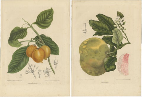 Set of Two Antique Prints, Citrus Decumana, Xanthochymus Dulcis, circa 1870, view 4