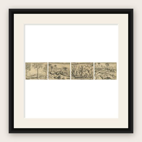 De Bry Botanical Engravings, Cinnamon, Aloe & Aromatic Plants, c.1598, shown framed