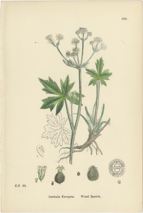 Hand-Colored Botanical Engravings of Marsh Pennywort, Astrantia & Sanicle, 1902, view 4