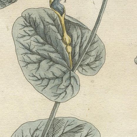 Antique Botanical Print of Aristolochia Rotunda, close-up 2