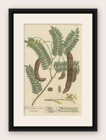 Antique Botanical Print of a Tamarind Tree, shown framed