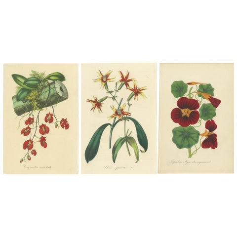 Vibrant Botanical Chromolithographs: A Showcase of Exotic Blooms, 1875