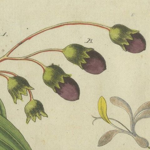 Exquisite Hand-Colored Botanical Engraving with Medicinal Plants, 1805, close-up 3