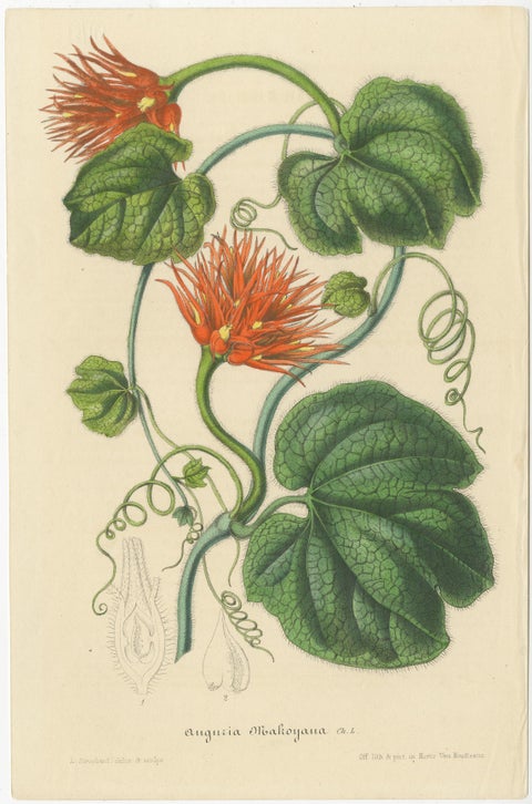 Lush and Vibrant: A Collection of Exotic Botanical Illustrations, circa 1875, view 2