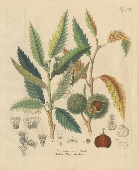 Antique Chestnut Botanical Print, Castanea Vesca, Hand Colored, c.1831, close-up 1