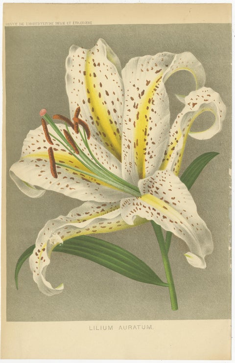 Set of 3 Antique Botany Prints, Easter Lily, Salvia Splendens, Lilium Auratum, view 4