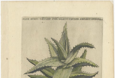 Caulescent African Aloe from Caspar Commelin’s "Praeludia Botanica", 1703, close-up 4
