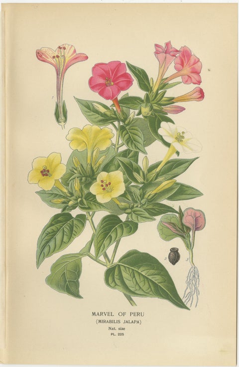 1897 Botanical Prints, Marvel of Peru and Eastern Knotweed, view 2