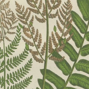 Interrupted Club Moss, Marsh Club Moss and Alpine Club Moss, Botanicals of 1873, close-up 2