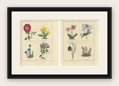 Pair of Hand-Colored Botanical Engravings of Spring Flowers, London 1828, shown framed