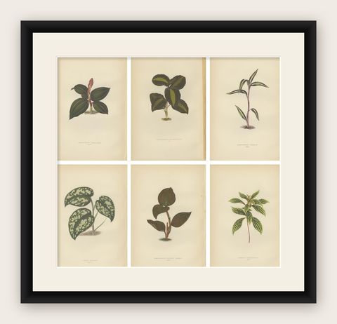 Set of 6 Botany Prints, Sonerila Margaritacea, Goodyera Rubro-Venia, 1891, shown framed