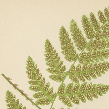 Antique Hand-Colored Fern Prints, Aspidium Acrostichoides, Cristatum, Rigidum, close-up 1