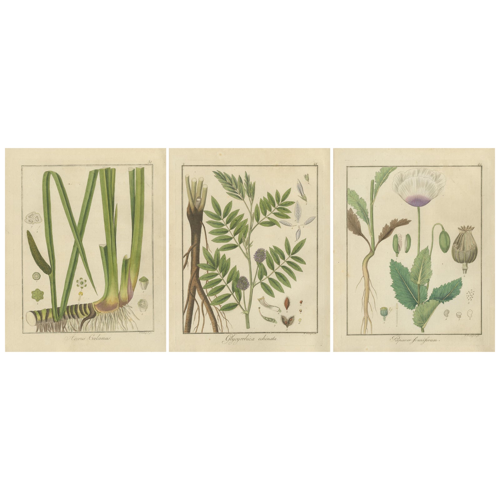 Sweet Flag, Russian Licorice, and Opium Poppy: Botanical Illustrations 1819