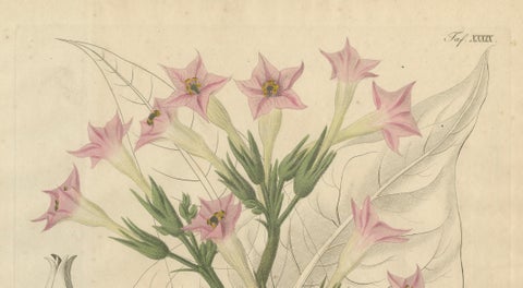 Antique Tobacco Botanical Print, Nicotiana Tabacum, c.1831, close-up 2