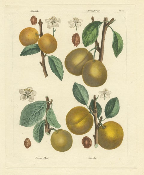 Botanical Print: Mirabelle, St. Catherine, White Plum & Apricot, 1821, close-up 4