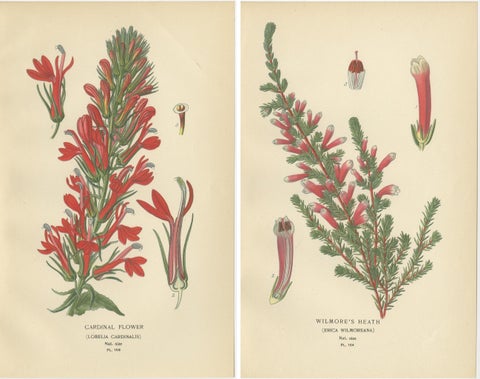 1897 Antique Botanical Prints, A Red Cardinal Flower and Wilmore's Heath, view 2