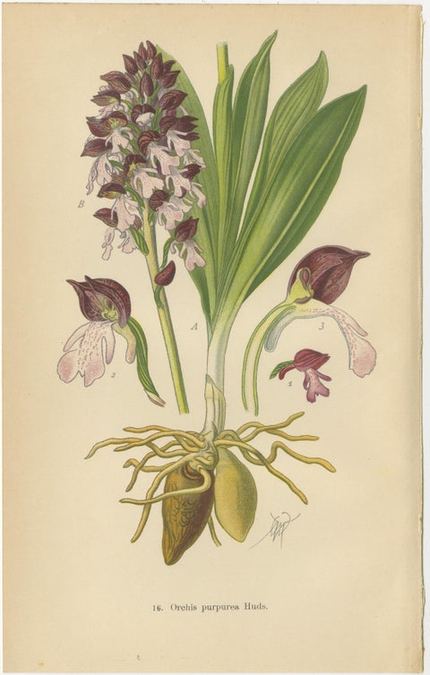 Ephemeral Elegance: Orchids of 1904 in Müller's Illustrations, view 3