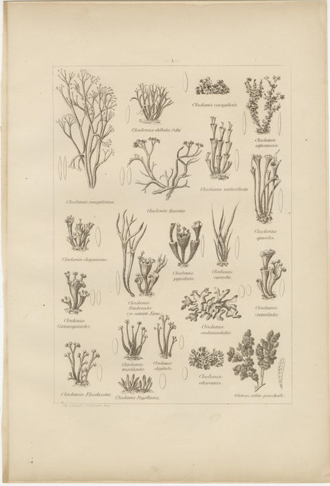 Antique Lichen Prints Set of 6, German Botanical Lithographs 1874, view 11