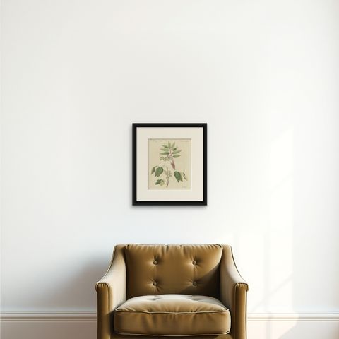 Poison Ivy and Poison Sumac, Antique Bertuch Print, circa 1805, shown framed on a wall, true to size