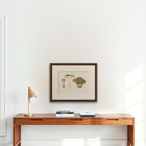 Antique Mycology Print of the Armillaria Mellea by Fries, c.1860, shown framed on a wall, true to size