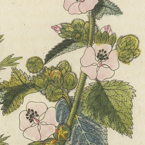 Marshmallow and Wormwood Medicinal Herbs, Antique Bertuch Print, circa 1812, close-up 5